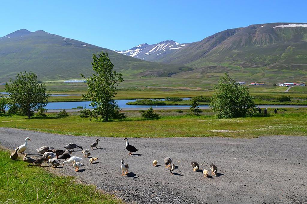 Höfði Cottages Dalvík Exteriör bild